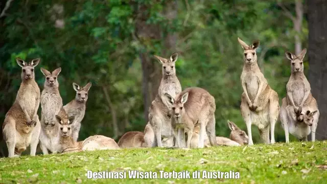 Destinasi Wisata Terbaik di Australia